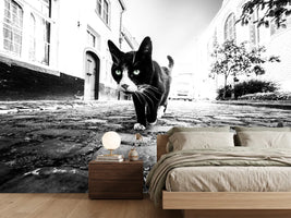 photo-wallpaper-focus-x