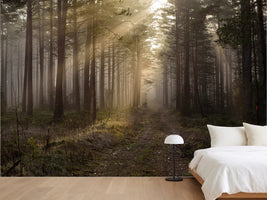photo-wallpaper-in-the-woods-the-early-morning-sun-with-its-warm-sunlight