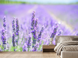 photo-wallpaper-the-lavender-blossom