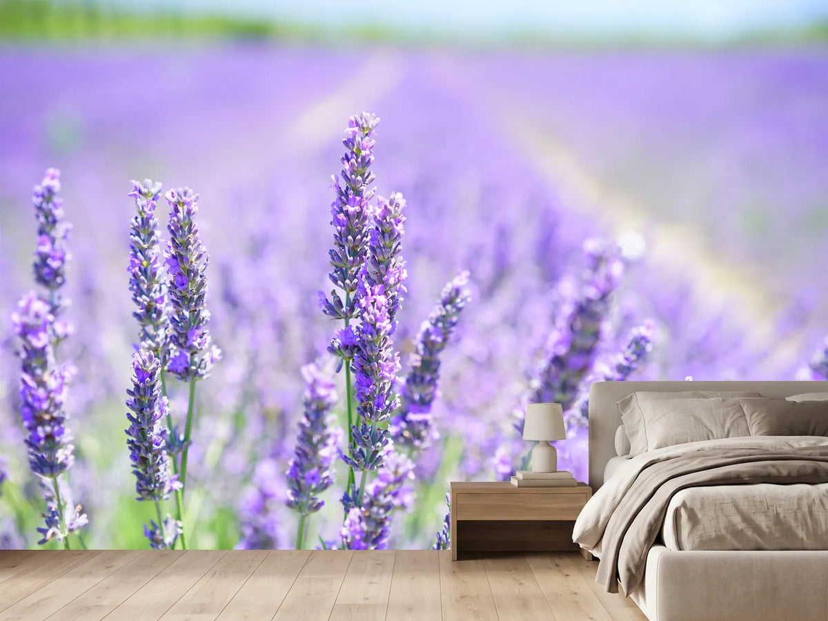 photo-wallpaper-the-lavender-blossom