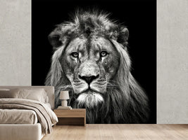 photo-wallpaper-young-male-lion-x