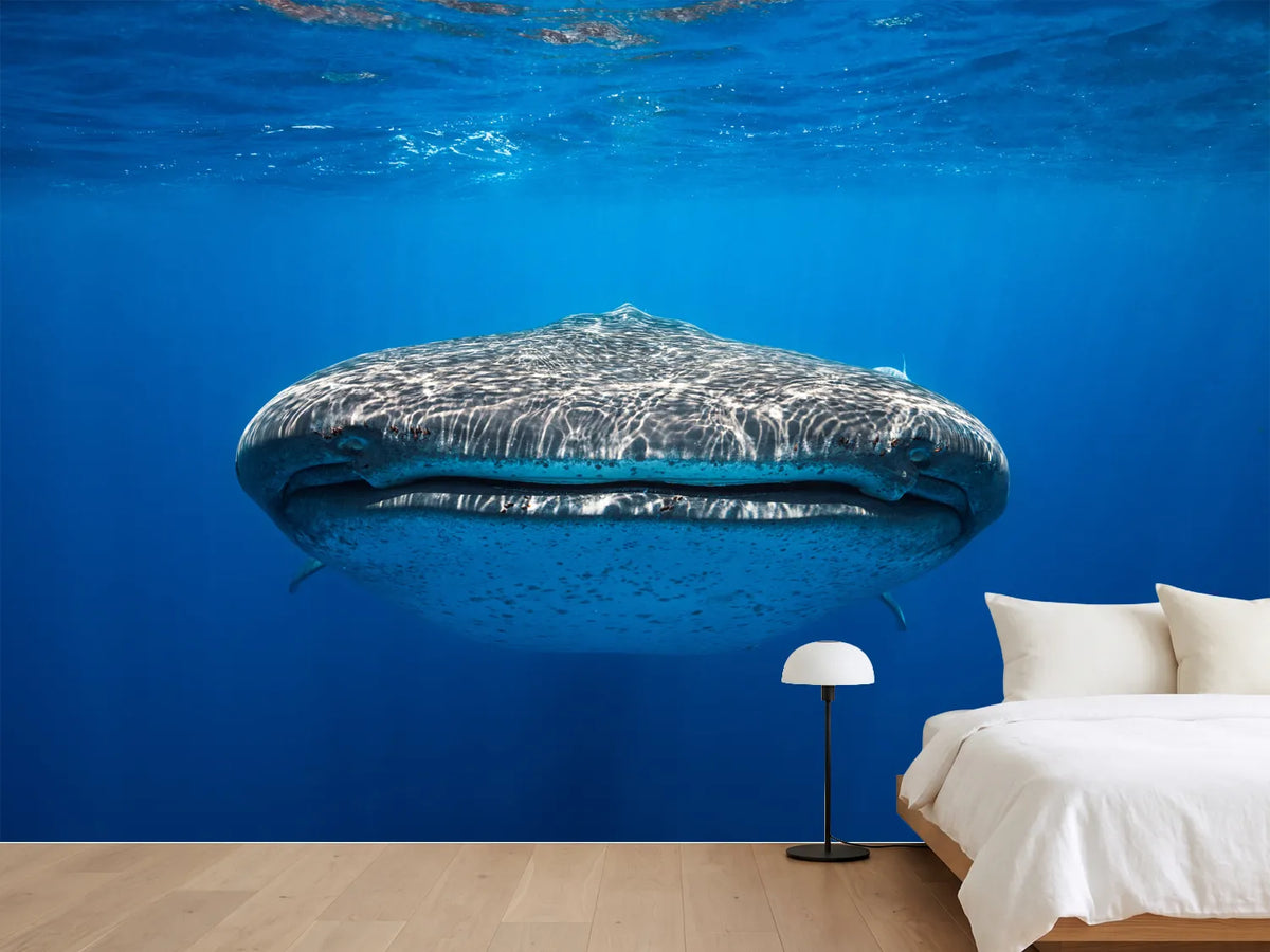 photo-wallpaper-face-to-face-with-a-whale-shark