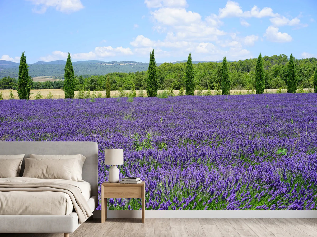 photo-wallpaper-magnificent-lavender-field