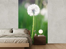 photo-wallpaper-dandelion