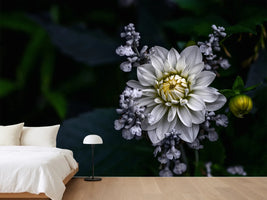 photo-wallpaper-dahlia-flower
