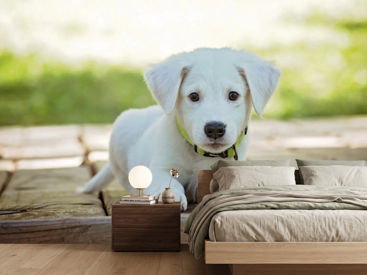 photo-wallpaper-cute-dog-baby