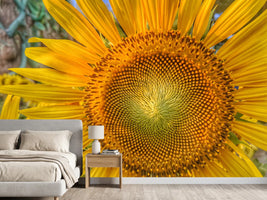 photo-wallpaper-inflorescence-of-a-sunflower