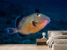 photo-wallpaper-blue-triggerfish