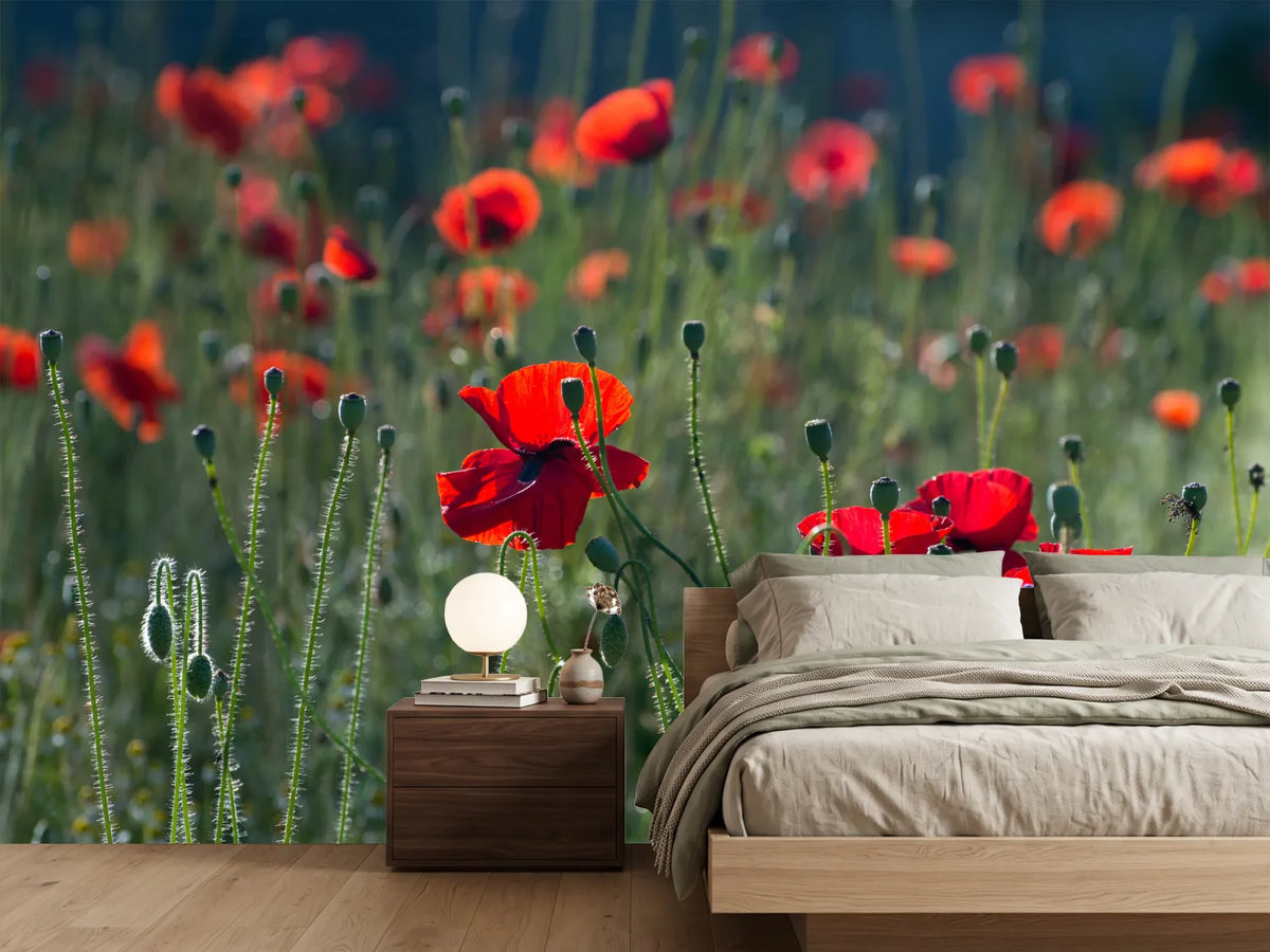 photo-wallpaper-wild-poppy