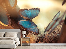 photo-wallpaper-butterflies