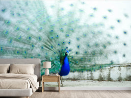 photo-wallpaper-vibrant-peacock-display