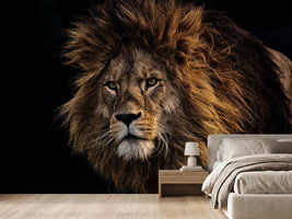 photo-wallpaper-portrait-of-a-lion