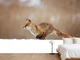 photo-wallpaper-red-fox-xmv