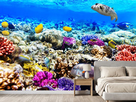 photo-wallpaper-fish-aquarium
