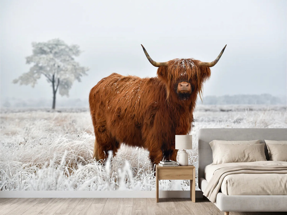 photo-wallpaper-scottish-highlander-in-a-natural-winter-landscape