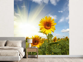 photo-wallpaper-sunflower-in-sunlight