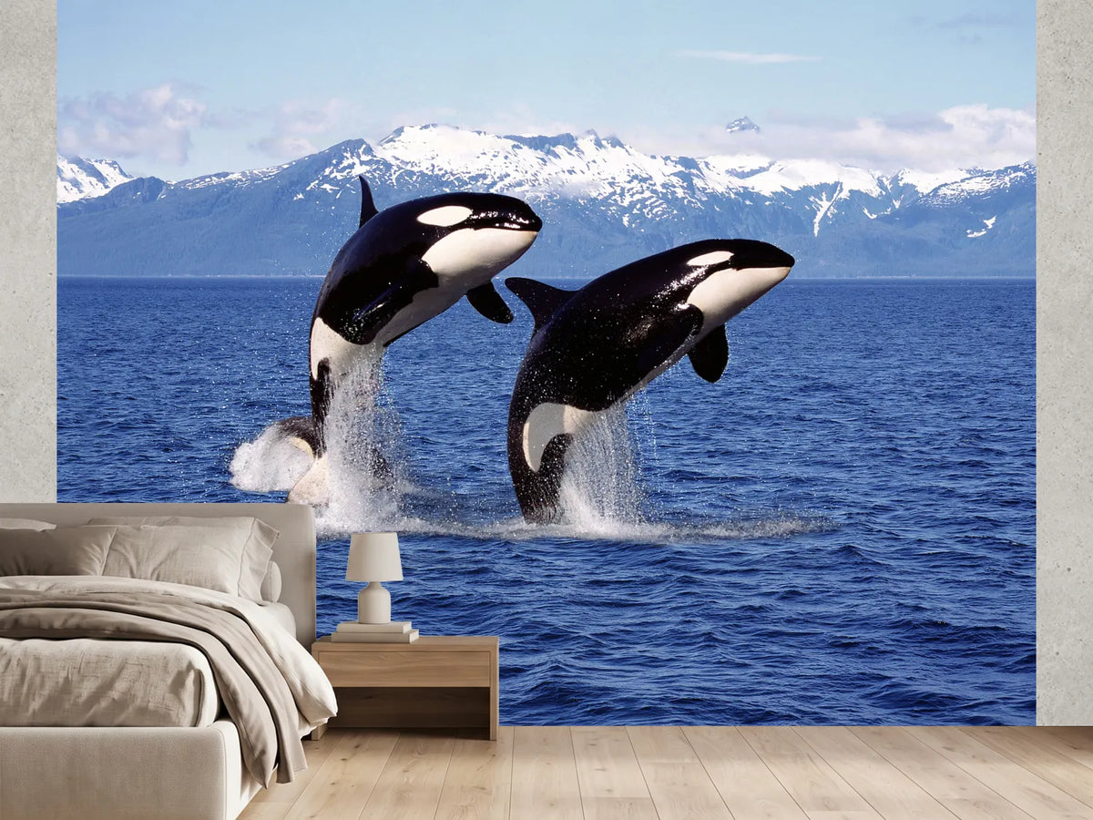 photo-wallpaper-killer-whale-orcinus-orca-pair-leaping-canada