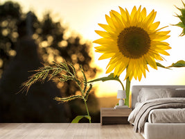 photo-wallpaper-sunflower-in-the-sunrise