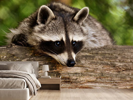 photo-wallpaper-the-cute-raccoon
