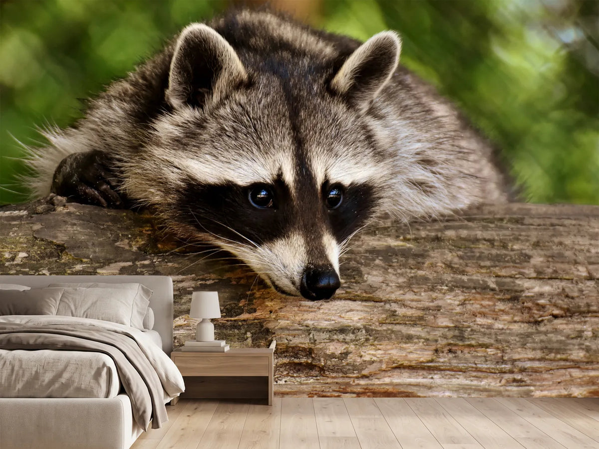 photo-wallpaper-the-cute-raccoon