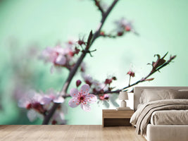 photo-wallpaper-beautiful-japanese-cherry-blossom