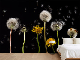 photo-wallpaper-the-phases-of-dandelion