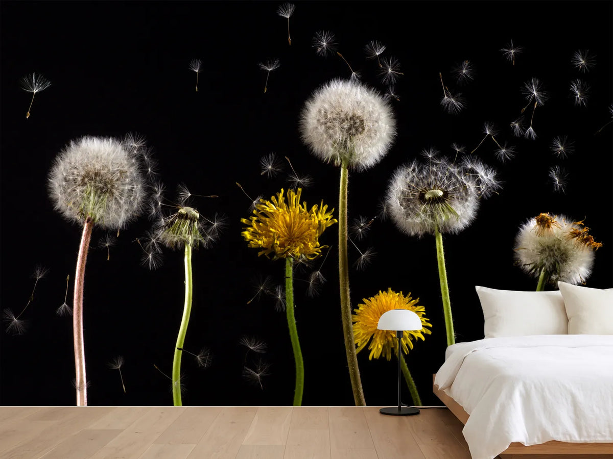 photo-wallpaper-the-phases-of-dandelion