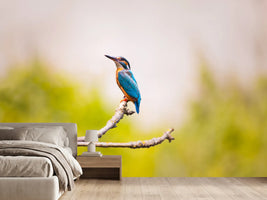 photo-wallpaper-the-kingfisher