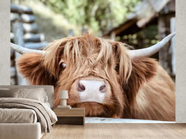photo-wallpaper-highland-cattle-close-up