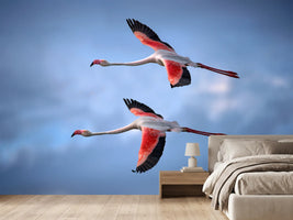 photo-wallpaper-greater-flamingos-x