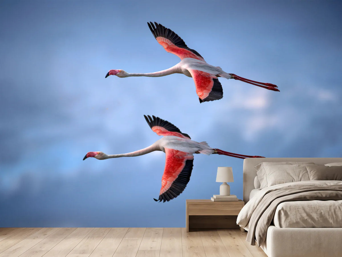 photo-wallpaper-greater-flamingos-x