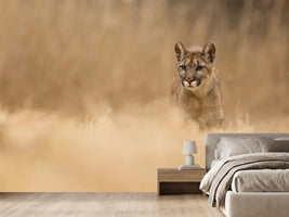 photo-wallpaper-cougar-x