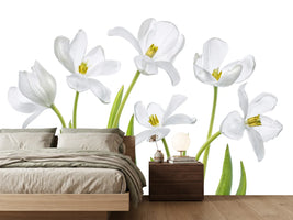 photo-wallpaper-white-tulips-x