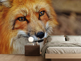 photo-wallpaper-the-fox