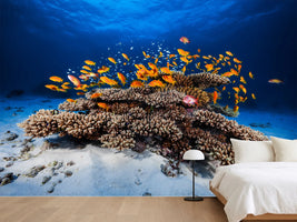 photo-wallpaper-marine-life