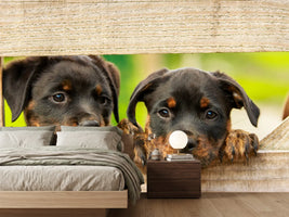 photo-wallpaper-2-rottweiler-puppies