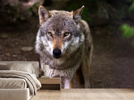 photo-wallpaper-the-evil-wolf