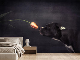 photo-wallpaper-first-approach-hildegard-and-the-tulip
