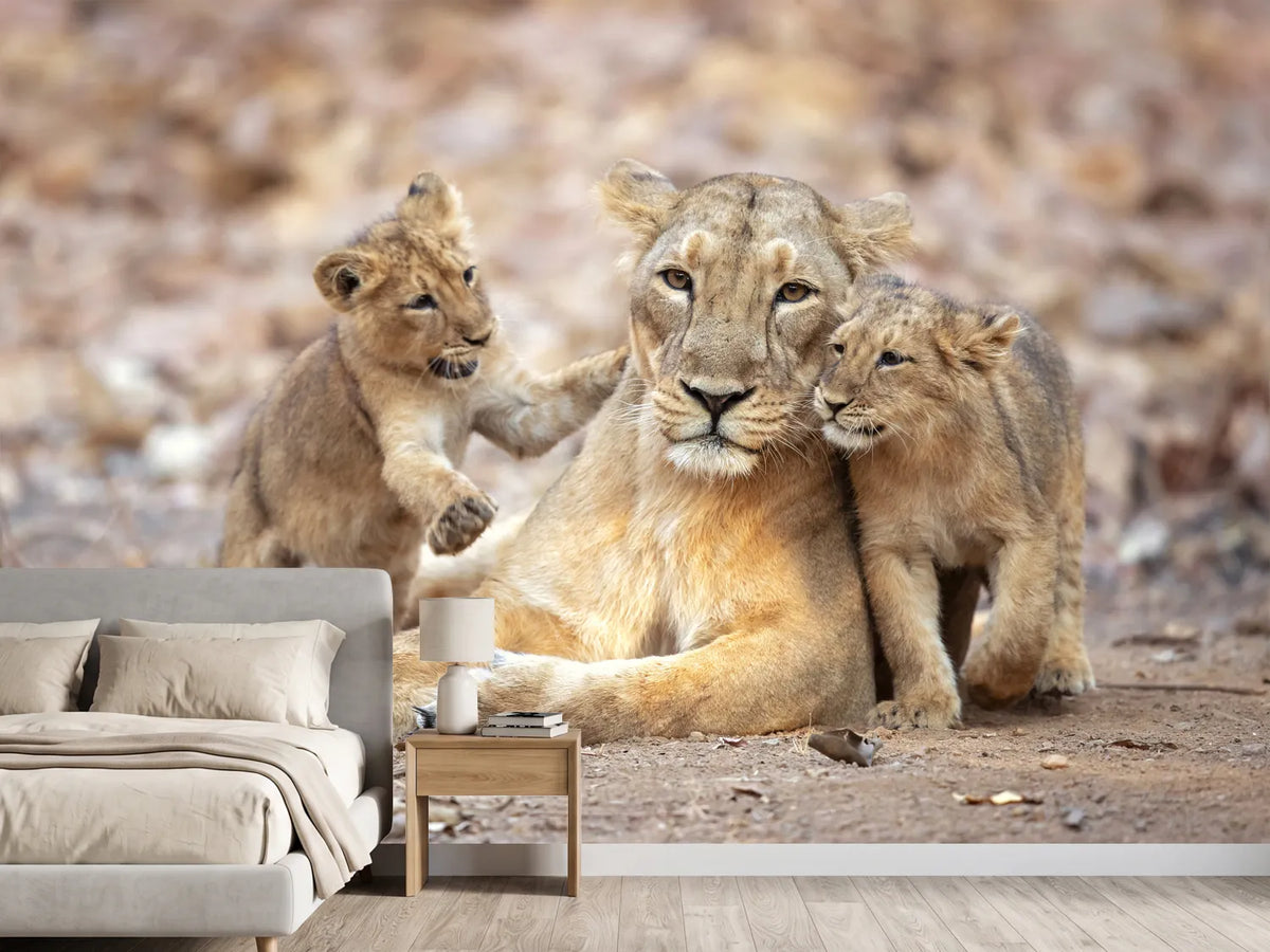 photo-wallpaper-asiatic-lioness-x