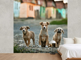 photo-wallpaper-the-three-musketeers-x