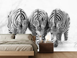 photo-wallpaper-zebras-xbj