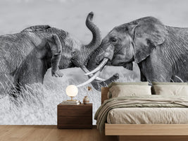 photo-wallpaper-elephant-qtai-chiq-x