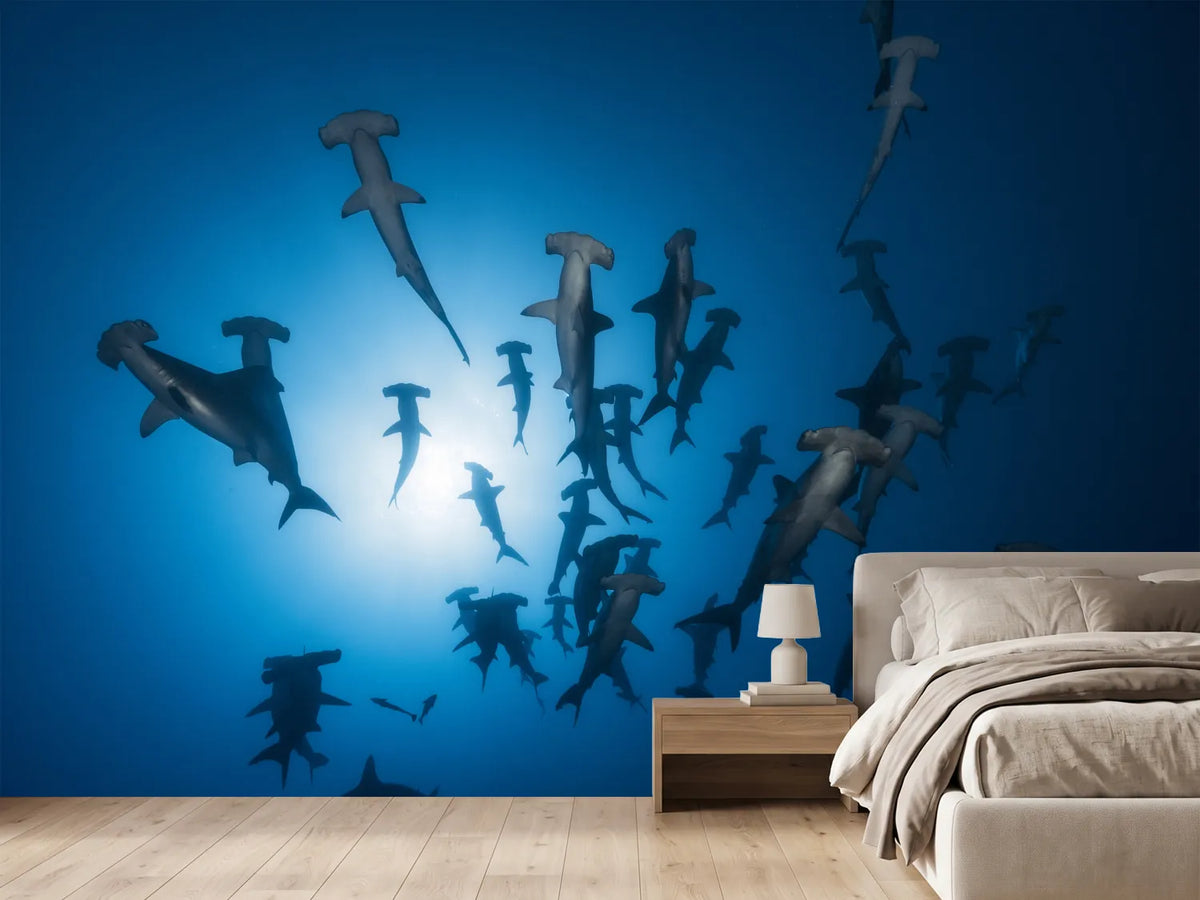 photo-wallpaper-hammerhead-sharks-in-the-light