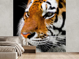 photo-wallpaper-close-up-tiger-head