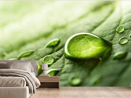 photo-wallpaper-dew-drops-on-a-green-leaf-in-soft-morning-light-macro