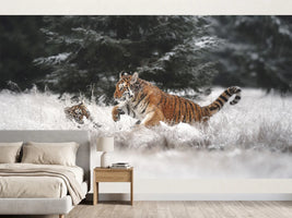 photo-wallpaper-playful-winter-tigers