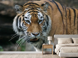 photo-wallpaper-xl-tiger