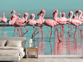 photo-wallpaper-flamingo-flock-wading-through-turquoise-shallows-with-mirrored-reflections