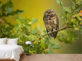 photo-wallpaper-wise-little-owl