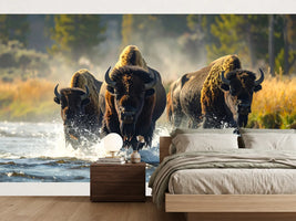 photo-wallpaper-bison-wading-through-a-sunlit-river-amid-flying-spray